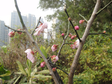 绿庄园·绿生活逸情:梅花?桃花?还是腊梅的启示